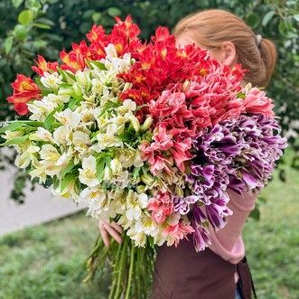 51 альстромерия